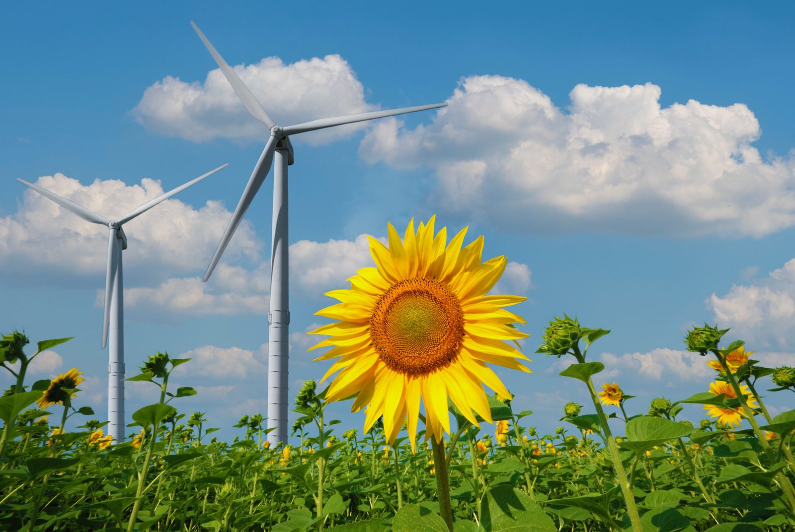 Certificação ESCO: O Valor do Grupo 2M na Itália e no Brasil